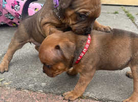 Kc registered Staffordshire bull terrier puppies for sale