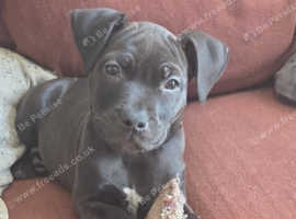 Staffordshire bull terrier for puppy sale