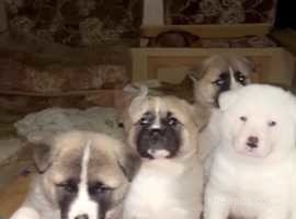 Akita puppies for cheap adoption near me