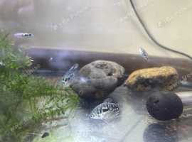 Opaline Gourami