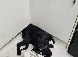 Labrador x border collie