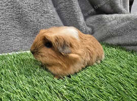 Lovely light brown cream coronet boy guinea pig