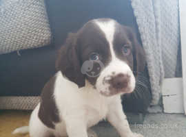 Staffy cross clearance spaniel puppies