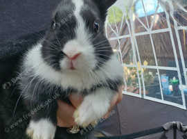Baby rabbits