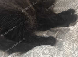 Boy kitten 8 weeks old