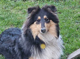 Lovely rough collie