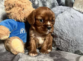 Stunning cavalier puppies