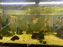 3 x Angel Fish £60 (+ 2 x Smaller fish)