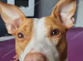 Staffy cross