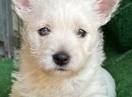 Westie Bitch puppy KC reg