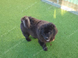 Lovely black male chow chow