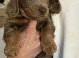 Longhaired miniature dachund puppies for sale