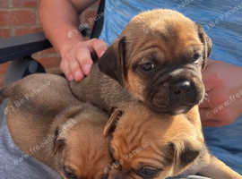 Jug puppies