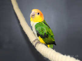 Baby Yellow Thigh Caique,6