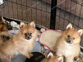 Pomeranian puppies x 5