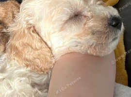 Bichon frise x 9" toy poodle