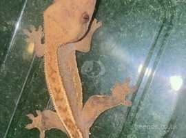 Poss female crested gecko