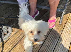 Maltese girl
