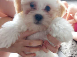 2 beautiful male morkie puppies for sale £750 each