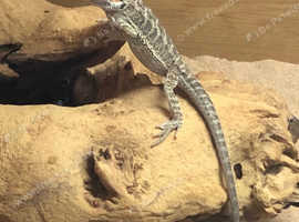 Baby beared dragon