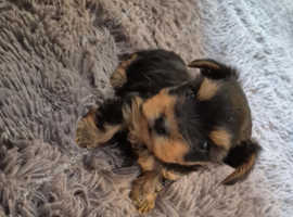 Male Yorkshire terrier