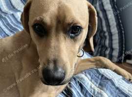 Pax The Labrador Mix