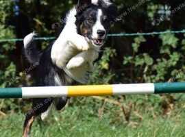 Obedience and agility dog training