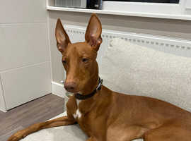 2 year old pharaoh hound male needs a new home