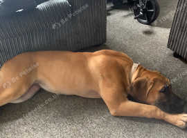 Nabba boerboel hot sale