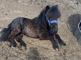 Standard Shetland yearling colt