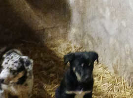 Welsh sheepdog x Kelpie Pups