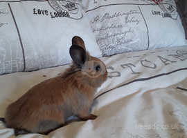 pet rabbits for sale perth