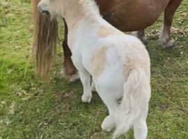 Palomino and white reg shetland