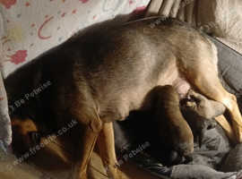 Rottweiler cross shepherd