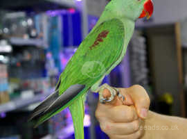 Baby Alexadrine parrots hand reared,27
