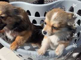 Pomchis