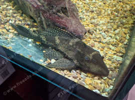 Tropical fish