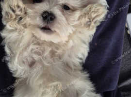 pure maltese bichon puppy for sale