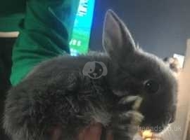 Netherland dwarf bunnies sales for sale shipping