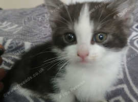 I have wry nice and quit kittens ready to go to nice family