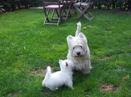 Our 11 weeks old Westie Girl is looking for a new home