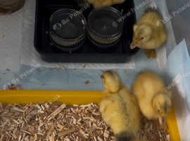 Silver Appleyards, large breed, ducklings