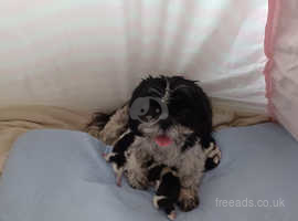 Free to good home hot sale in hull female shih tzu