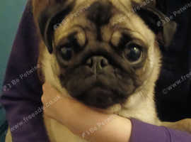 Pug for sale