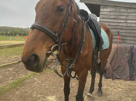 17hh mare looking for new home