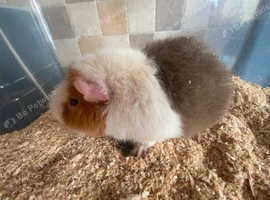 Male Teddy Guinea pig 5months old for sale