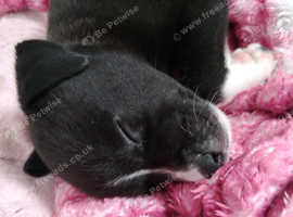 4 akita x bullmastiff girls