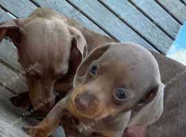 Miniature dachshund puppies