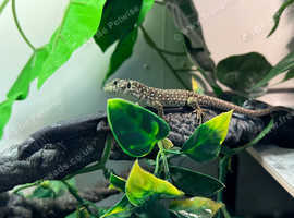 European eye lizard het melanistic for only £75 each