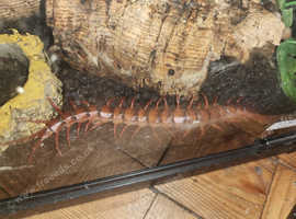 Scolopendra dehaani Cherry Red Centipede